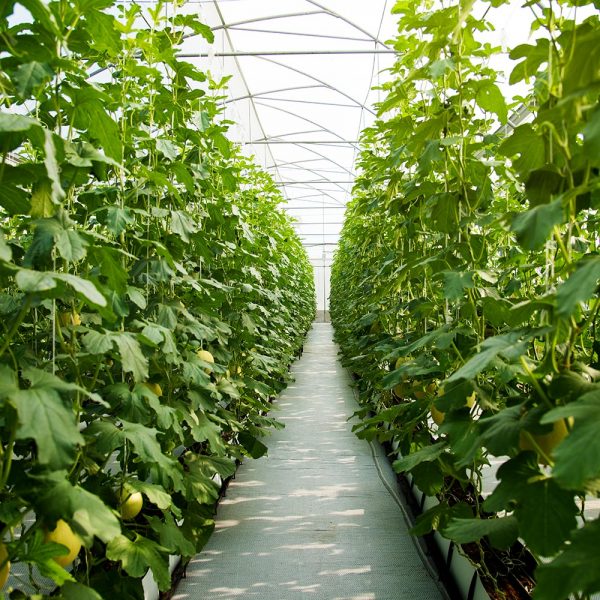 agrip-bozkurt-feromonu
