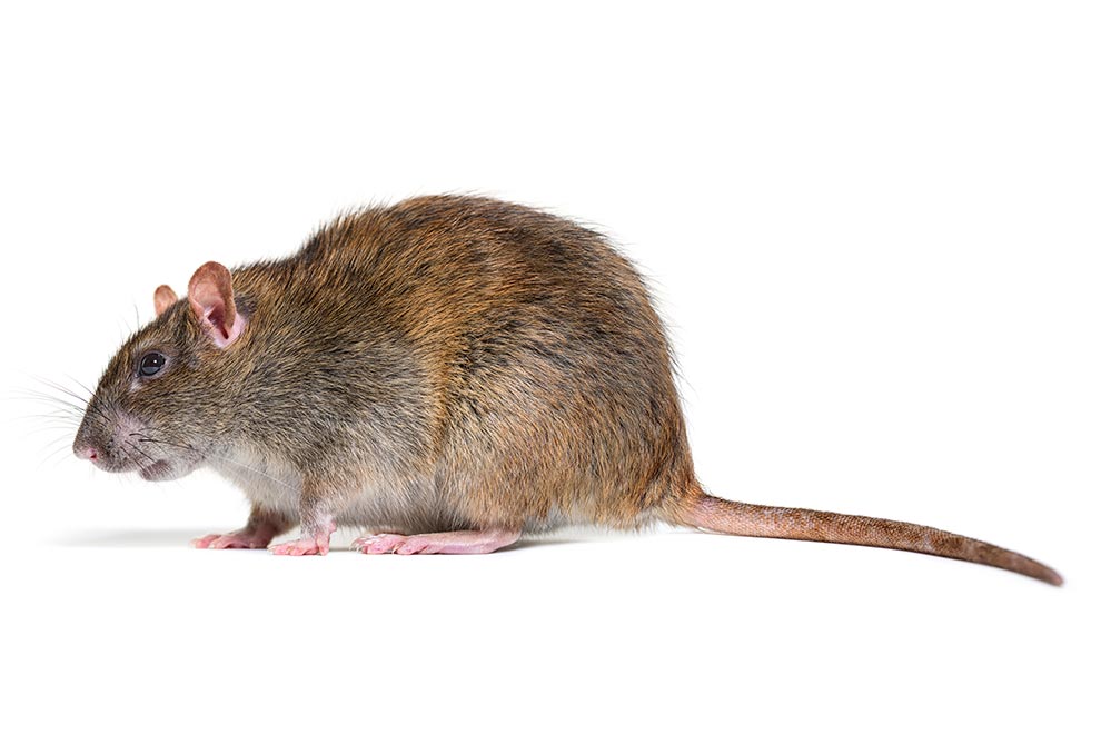 kahverengi-sican-rattus-norvegicus
