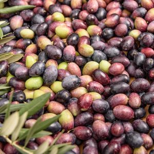 BACOL - Zeytin Sineği Feromonu