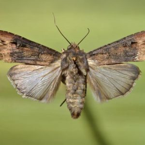Bozkurt