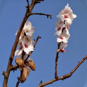 EPHI - Baklazınnı Feromonu
