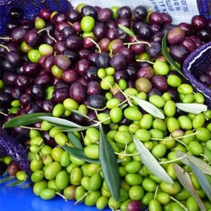 PROL - Zeytin Güvesi Feromonu