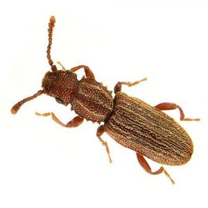 Testere Dişli Tane Böceği