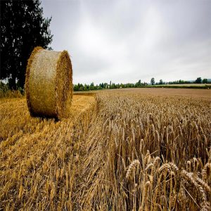 TROGA - Kapra Böcek Feromonu