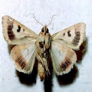 Yeşil Kurt